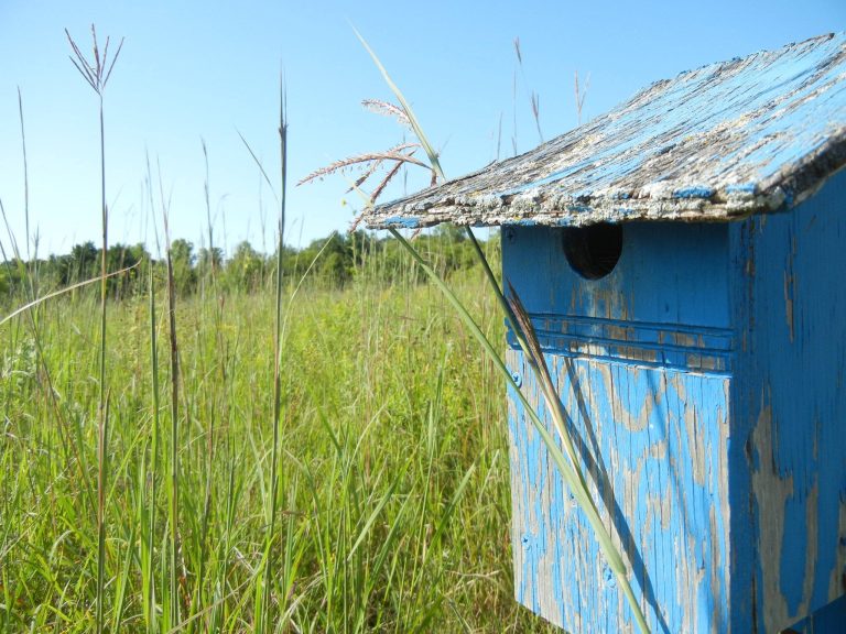 a blue bird house sits in the tall grass